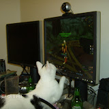 This is our filthy computer room and Mew Mew watching people walk around in Shattrath.