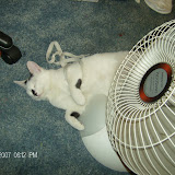 Mew Mew and her shoestring.  She loves it and carries it around in her mouth.