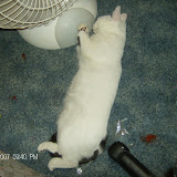 All worn out after dragging that plastic wrapper out of the garbage and cavorting about the house with it for hours.