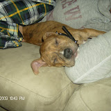 He loves to put his head up on something to sleep.