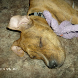 Bruno's all tuckered out after tearing up a foam basketball (the orange bits) and breaking that Snugga's neck (the purple squid thinger).