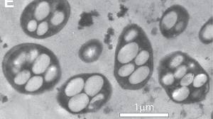 [bacteria[4].jpg]