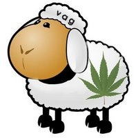 [bob-sheep[6].jpg]