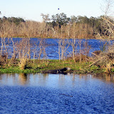 The alligators were shy today.  One of only 4 that we saw.