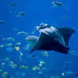 Manta Ray at the Georgia Aquarium