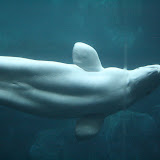 Beluga!