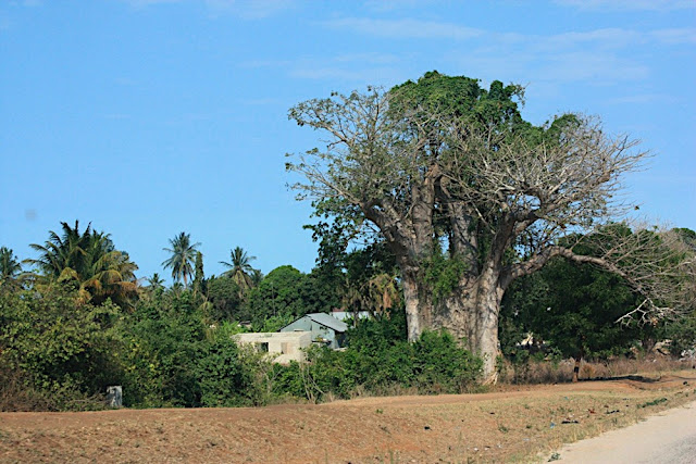 Baobab 3