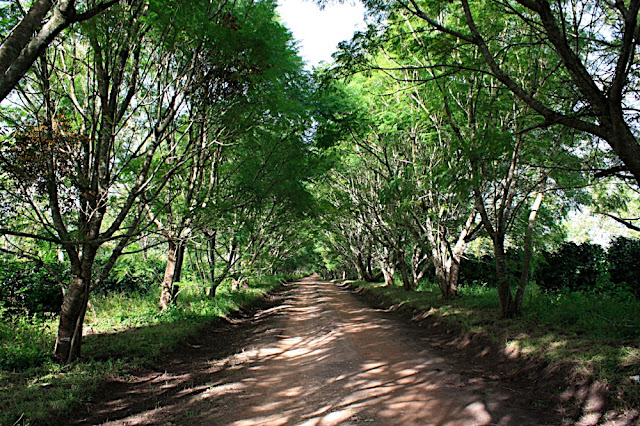 Mufindi highland lodge 1
