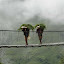 Nepal 678-1000.jpg