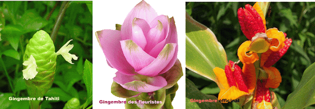 Blog de ardeche : Destination Ard�che !, Tha�lande (20) Une recette tha� au gingembre frais
