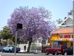 purple tree