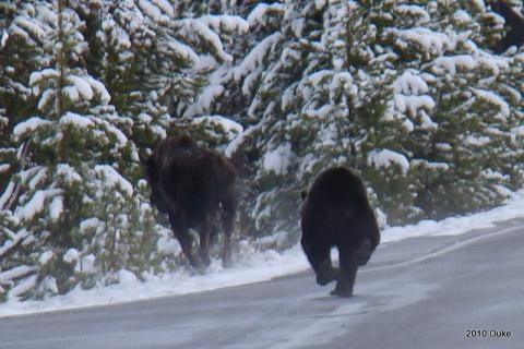 [Bear Chasing Bison Down the Road 09[5].jpg]