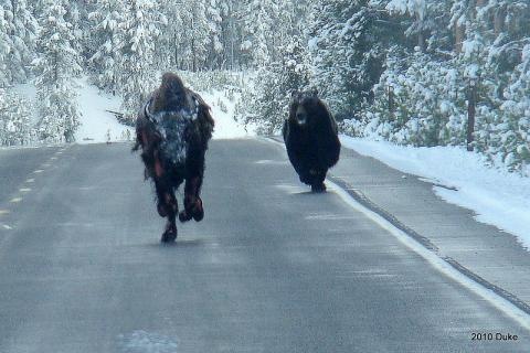 [Bear Chasing Bison Down the Road 01[5].jpg]