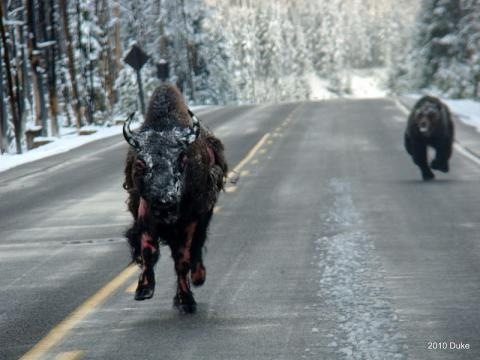 [Bear Chasing Bison Down the Road 03[5].jpg]