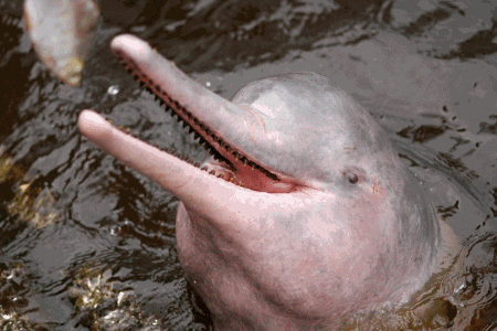 Amazon River Dolphin 02