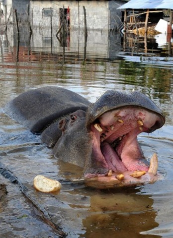 [Hippo escapes from Montenegro zoo 02[6].jpg]