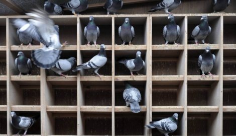 [Pigeons[5].jpg]