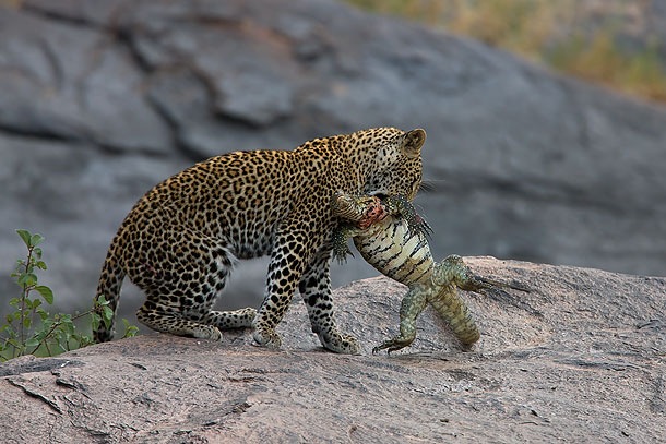 [Young-male-Leopard-killing-Monitor-Lizard-Masai-Mara-Kenya-22[5].jpg]