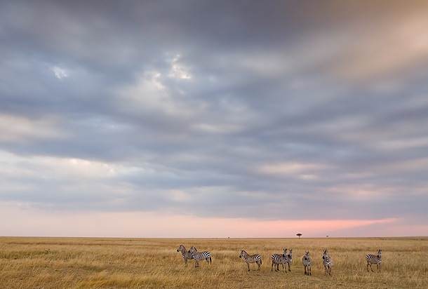 [Zebras-standing-on-Masai-Mara-grassland-with-pastal-coloured-twilight-sky-Kenya[5].jpg]