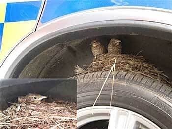 [Birds Nests in the Most Bizarre Places 06[5].jpg]