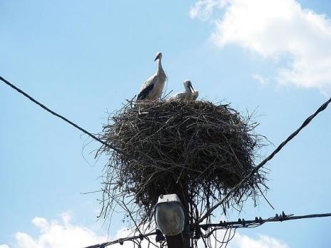 [Birds Nests in the Most Bizarre Places 010[5].jpg]