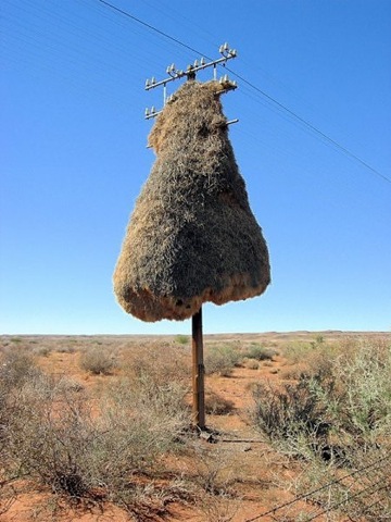 [Birds Nests in the Most Bizarre Places 011[6].jpg]