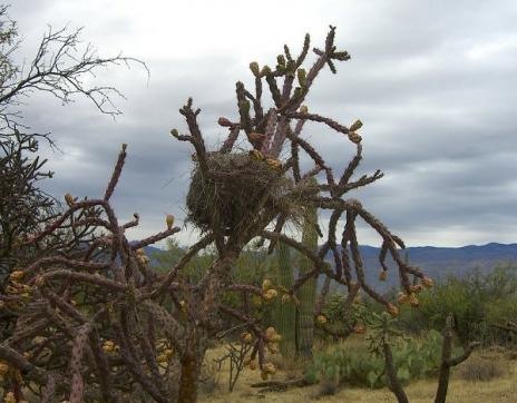 [Birds Nests in the Most Bizarre Places 013[5].jpg]