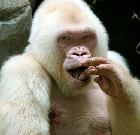 [Albino gorilla[5].jpg]