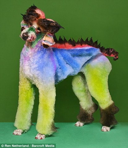 [Here's a fishy tail! Dogs sculpted into works of art for extreme grooming contests 06[5].jpg]