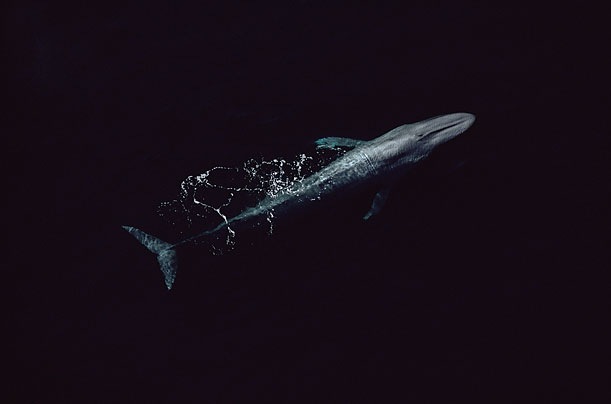 [Blue Whale[5].jpg]