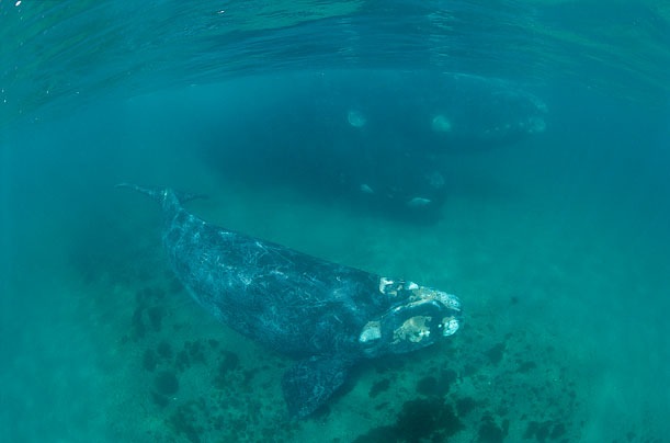 [Southern Right Whale[5].jpg]