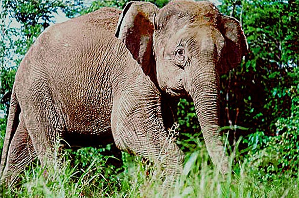 [Borneo Pygmy Elephant[5].jpg]