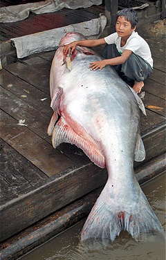 [Mekong Giant Catfish[7].jpg]