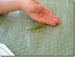 20100326_Katydid01