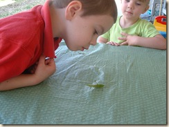 20100326_Katydid03