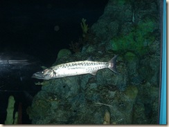 20091120_Aquarium23