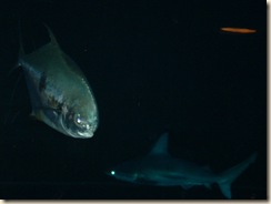 20091120_Aquarium25