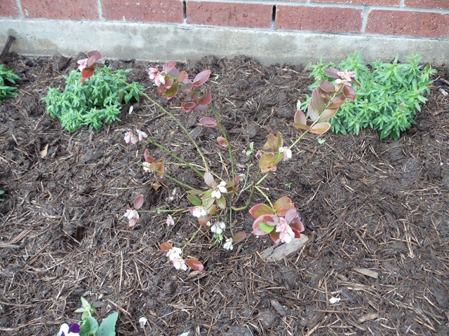 [20110303_BlueberryBlooms3.jpg]