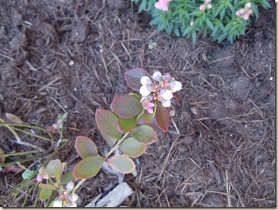 20110311_Blueberry01