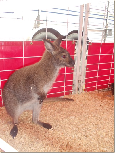 20110309_LivestockShow49