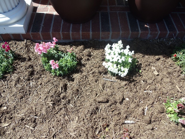 [20110311_Snapdragons033.jpg]