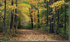 WagonRide-forest-path-H