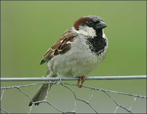 [house_sparrow_nigel_blake_470x365[2].jpg]