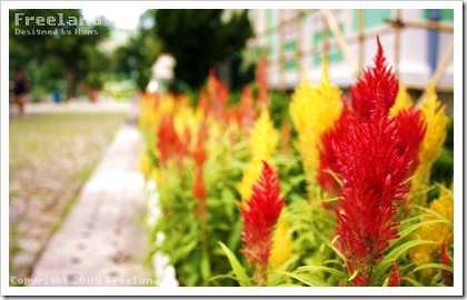 wallpaper - Freeland Aug 09 - flower wide wallpaper - Freeland Aug 09 - flower wide
