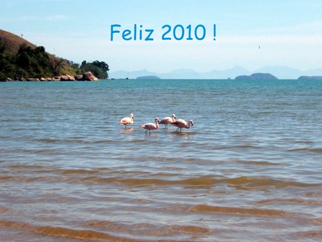 [flamingos2.jpg]