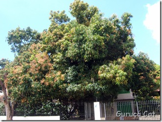 DSCF4440