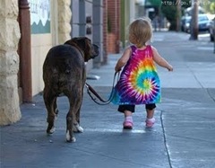 animais4 animais4