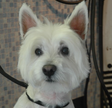 [westie 2[5].jpg]