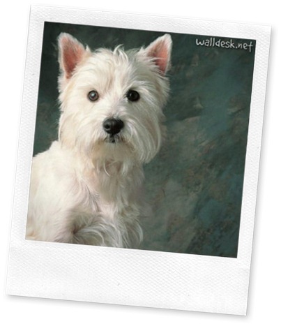 West-Highland-White-Terrier