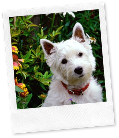 west-highland-white-terrier (1)